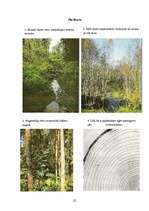 Referāts 'Mežu meliorācija', 21.