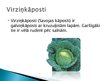 Prezentācija 'Kāpostu dārzeņi', 7.