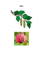 Konspekts 'Bērzi un dadži', 3.