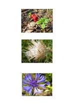 Konspekts 'Bērzi un dadži', 4.