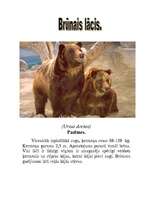 Referāts 'Brūnais lācis', 2.