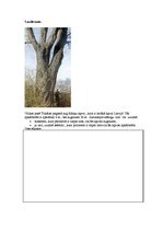 Paraugs 'Darba lapas matemātikā 4.klasei', 4.