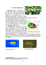 Referāts 'Dzīvnieku savādās maņas', 9.