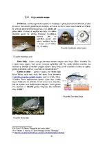 Referāts 'Dzīvnieku savādās maņas', 10.