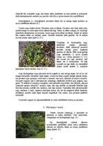 Referāts 'Augu sezonālās pārmaiņas', 4.