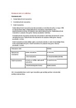 Konspekts 'Histoloģijas konspekts. Asinsrade, muskuļaudi', 22.