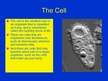Prezentācija 'Cells', 3.