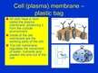 Prezentācija 'Cells', 13.