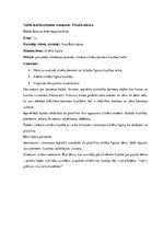 Prakses atskaite 'Pedagoģiskā prakse', 49.