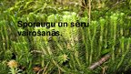 Prezentācija 'Sporaugu un sēņu vairošanās', 1.