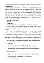 Eseja 'Interneta veikala "Zemenītes sniegā" raksturojums', 2.