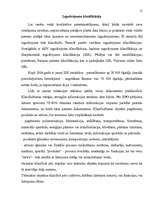 Referāts 'Patenta piešķiršanas procedūra', 12.