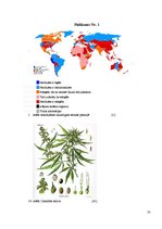 Referāts 'Marihuāna', 35.