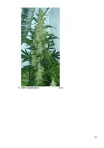 Referāts 'Marihuāna', 36.