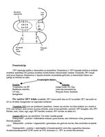 Konspekts 'Olbaltumvielas', 4.