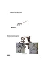 Referāts 'Solārā un lunārā simbolika Latvijā', 7.