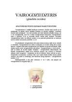 Konspekts 'Vairogdziedzeris', 1.