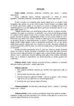 Referāts 'Vienlīdzība pret sievieti - vadītāju', 3.