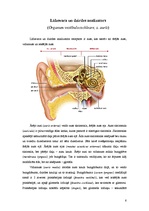 Konspekts 'Maņu orgāni', 6.