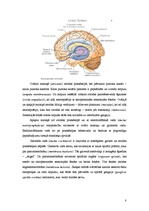 Konspekts 'Maņu orgāni', 8.