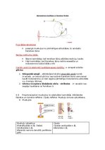 Konspekts 'Fizioloģija', 20.