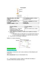 Konspekts 'Fizioloģija', 21.