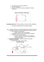 Konspekts 'Fizioloģija', 22.