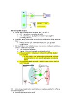 Konspekts 'Fizioloģija', 29.