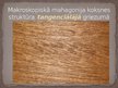 Prezentācija 'Materiālmācība koks - mahagonijs', 9.