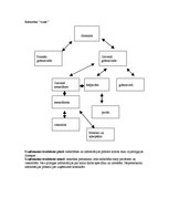 Paraugs 'Organizāciju struktūras', 4.