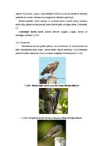 Referāts 'Skaistkalnes karsta kriteņu ekosistēmas raksturojums', 13.