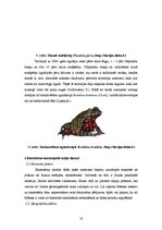 Referāts 'Skaistkalnes karsta kriteņu ekosistēmas raksturojums', 14.