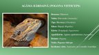 Prezentācija 'Agāma bārdainā (Pogona vitticeps) fizioloģiskās īpatnības', 3.