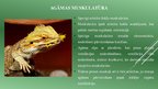 Prezentācija 'Agāma bārdainā (Pogona vitticeps) fizioloģiskās īpatnības', 6.