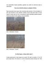 Referāts 'Savvaļas zirgi', 7.