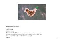 Prakses atskaite 'Aktīvā mācību audzināšanas prakse sākumskolā', 14.