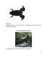 Referāts 'Эксперименты над животными', 17.