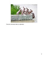Referāts 'Эксперименты над животными', 18.