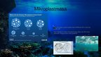 Prezentācija 'Mikroorganismi un vide', 8.