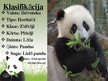 Prezentācija 'Lielā panda', 2.