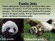 Prezentācija 'Lielā panda', 3.