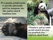 Prezentācija 'Lielā panda', 6.