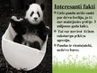 Prezentācija 'Lielā panda', 9.