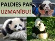 Prezentācija 'Lielā panda', 10.