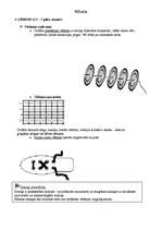 Konspekts 'Šūšana bērnu dārzā', 2.