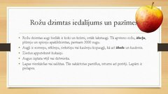 Prezentācija 'Āboli', 3.