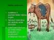 Prezentācija 'Ganīšanās procesa izraisītās dzīvnieku slimības, to novēršanas paņēmieni', 2.