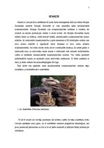 Referāts 'Austersēņu audzēšana', 3.