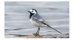 Prezentācija 'Mana Latvija', 54.