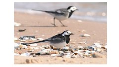 Prezentācija 'Mana Latvija', 55.